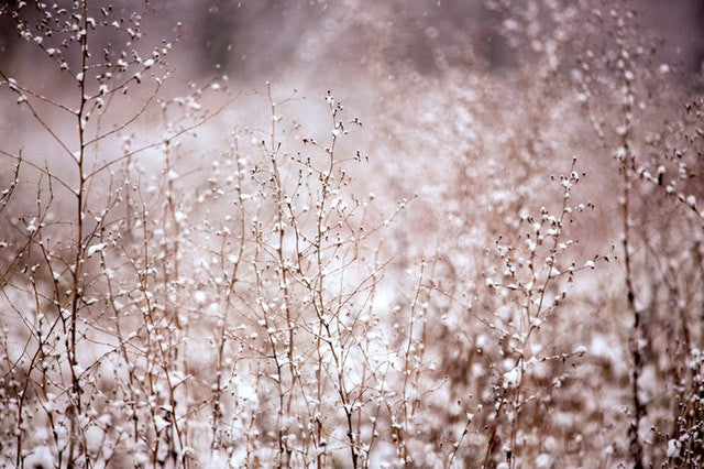 Winter's Icy Kiss Beckons you to Pause