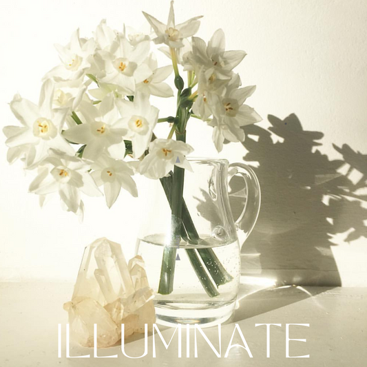 Illuminate -  1:1 Energetics Coaching Package